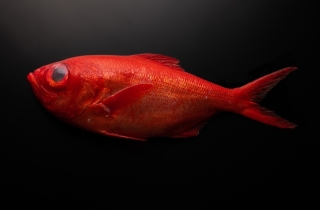 金目鯛一夜干し