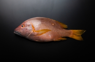 シロホシフエダイ一夜干し