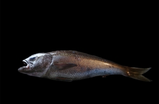 黒ムツ一夜干し